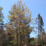 Fallbrook 1