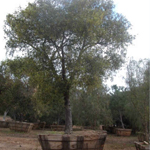 San Marcos 2